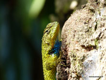 Lézard - Costa Rica